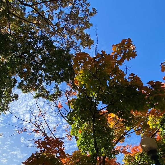 Meet your Posher, Brie - Picture 1 of 1